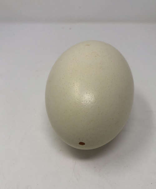 Ostrich Egg Shell. Ideal for Decoupage