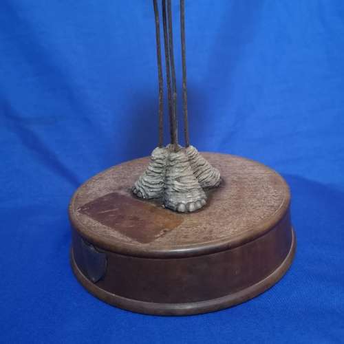 Vintage Award with Unusual Elephant sculpture on Wood base