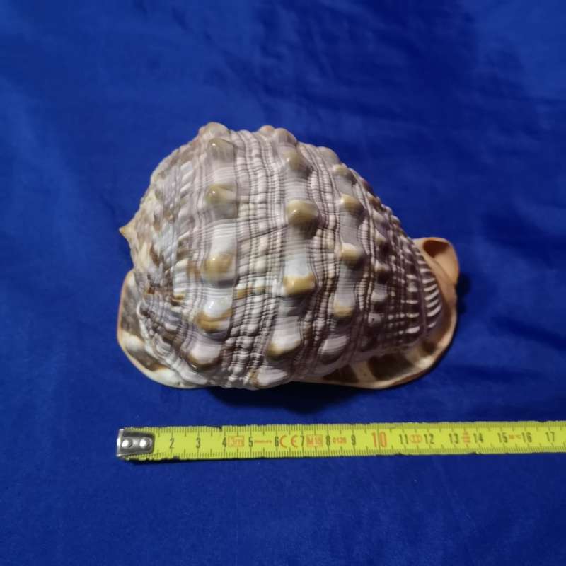LARGE BULLMOUTH HELMET SEA SHELL