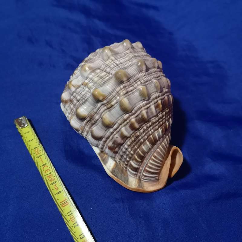 LARGE BULLMOUTH HELMET SEA SHELL