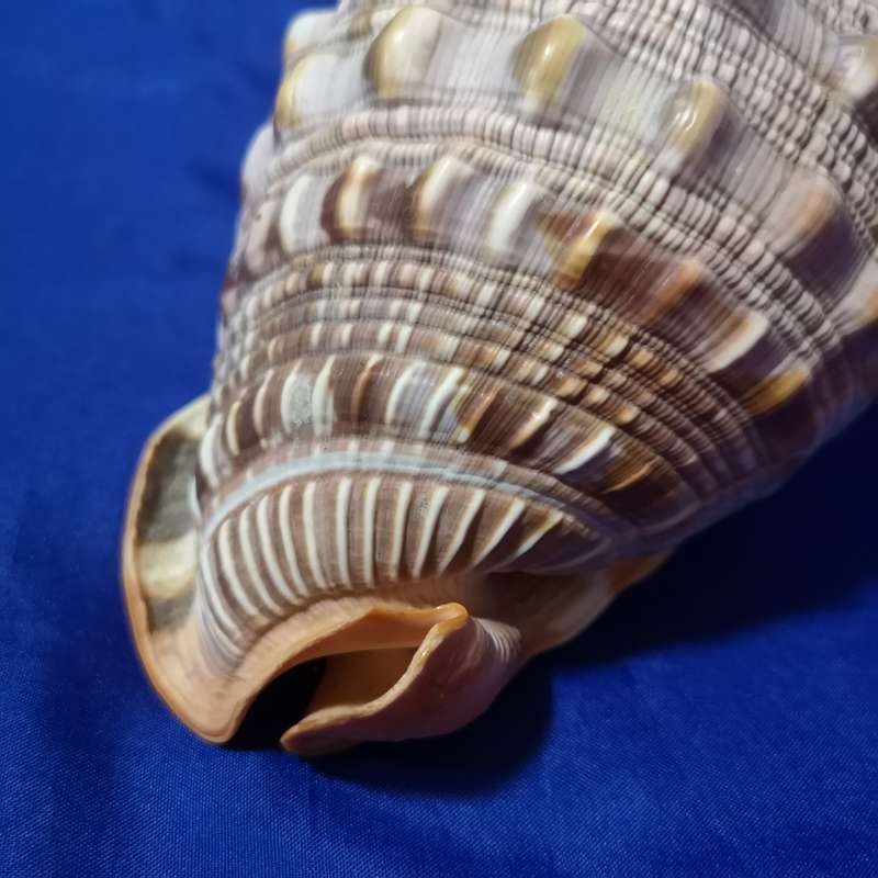 LARGE BULLMOUTH HELMET SEA SHELL