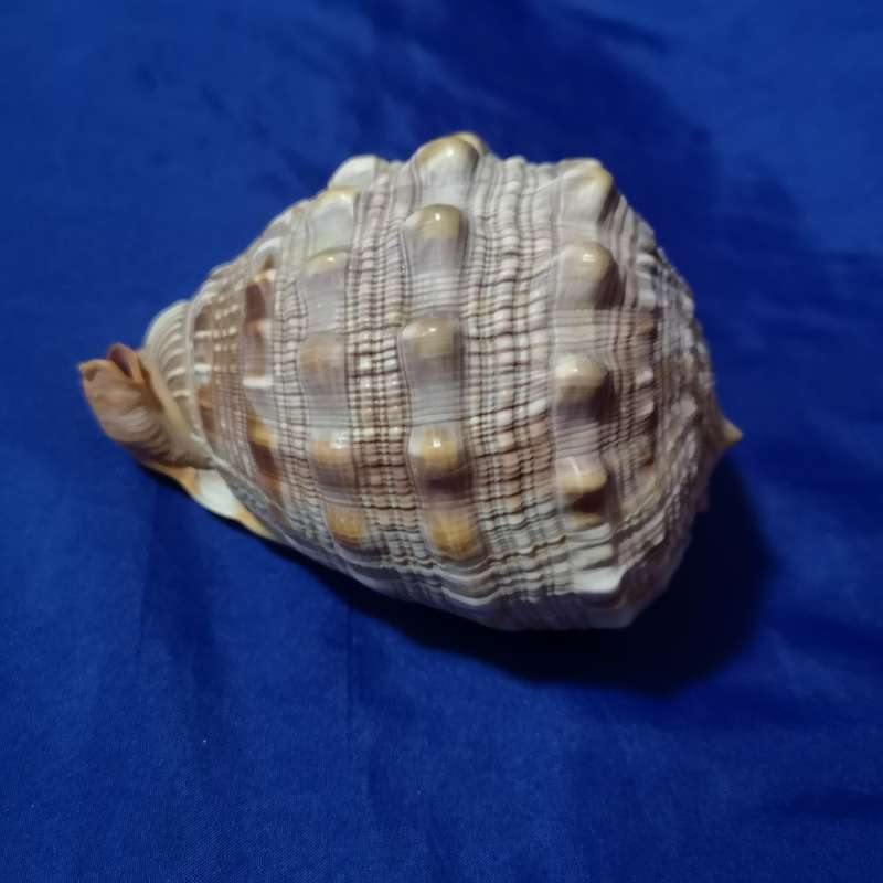LARGE BULLMOUTH HELMET SEA SHELL