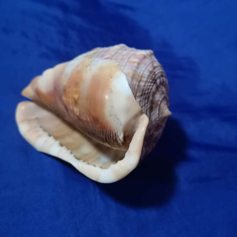 LARGE BULLMOUTH HELMET SEA SHELL
