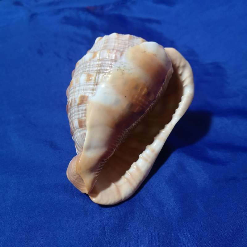 LARGE BULLMOUTH HELMET SEA SHELL