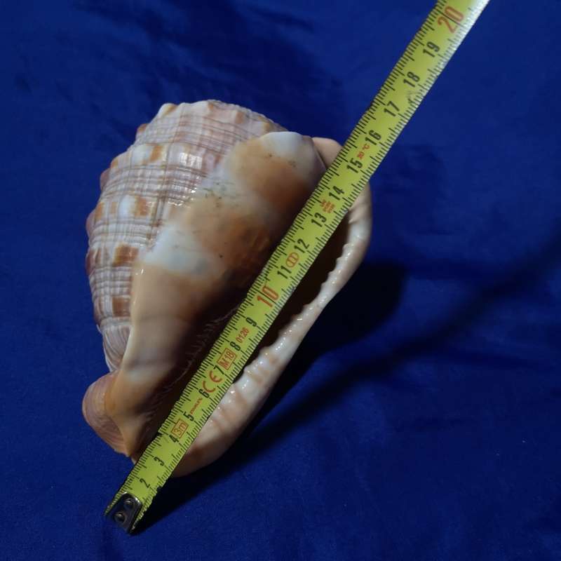 LARGE BULLMOUTH HELMET SEA SHELL