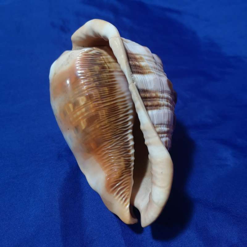 LARGE BULLMOUTH HELMET SEA SHELL