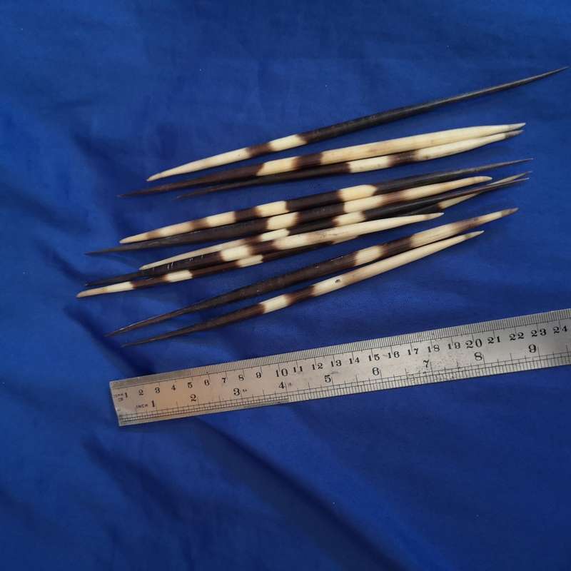 Porcupine Quills Old ornamental (10 available). approx 280mm long each.
