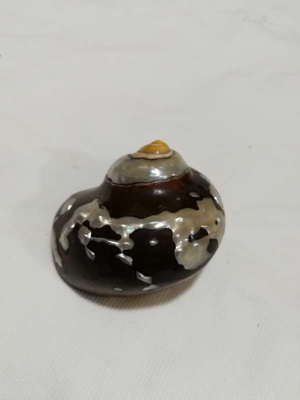 Natural African Turban Sea Shell Coral Conch Snail Home Fish Tank