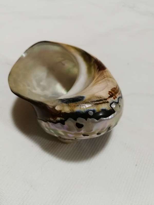 Natural African Turban Sea Shell Coral Conch Snail Home Fish Tank