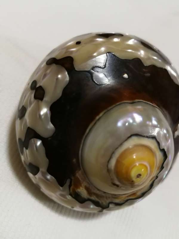 Natural African Turban Sea Shell Coral Conch Snail Home Fish Tank