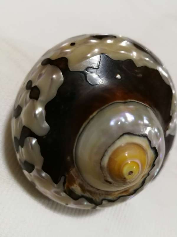 Natural African Turban Sea Shell Coral Conch Snail Home Fish Tank
