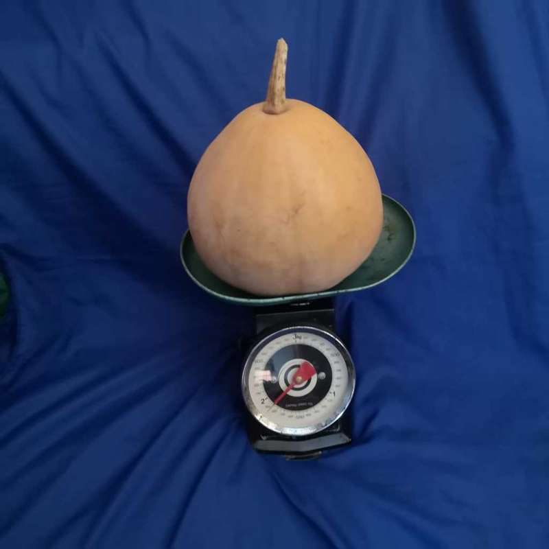 Vintage mechanical kitchen scale