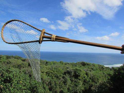 A Very, Very Old Fish Landing Net