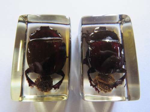 Two Dung Beetles set in Resin