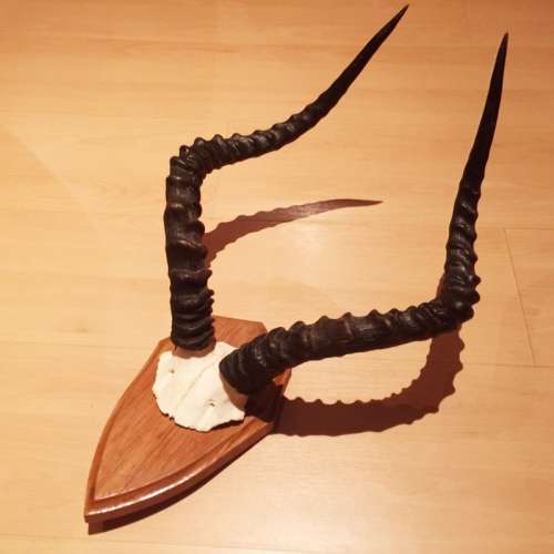 African Impala Skull Cap & Horn Taxidermy Mount