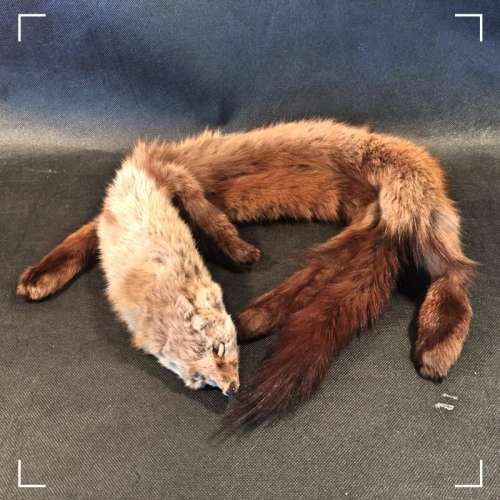 SUPER RARE - Vintage Ladies Mink Shawl