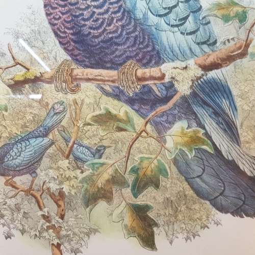 Large Framed Victorian Bird Study Artwork (620mm 520mm)