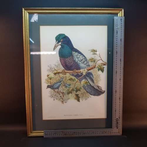Large Framed Victorian Bird Study Artwork (620mm 520mm)