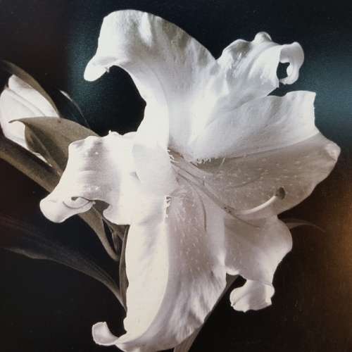 Framed Black and White Orchid Photo (500mm x 500mm)