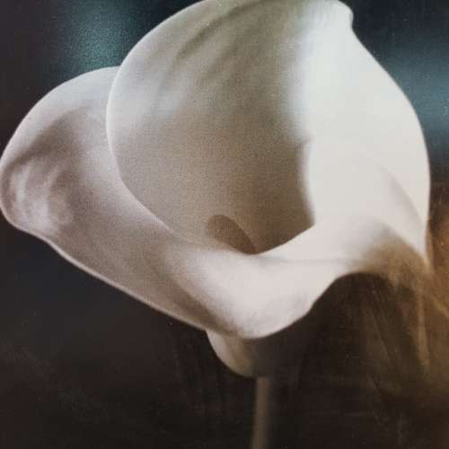 Framed Black and White Flower Photo (500mm x 500mm)