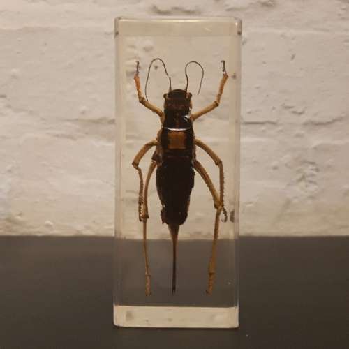 Large American Jerusalem Cricket Acrylic Paperweight