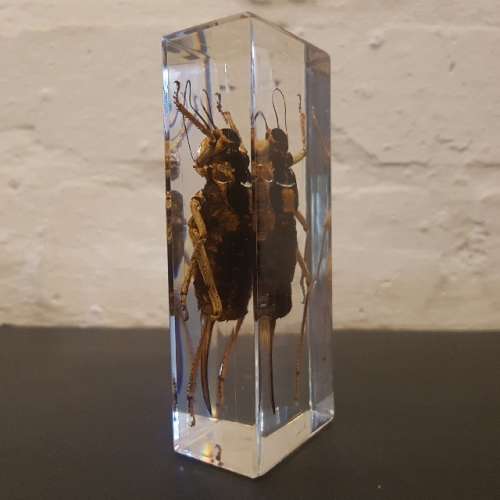 Large American Jerusalem Cricket Acrylic Paperweight