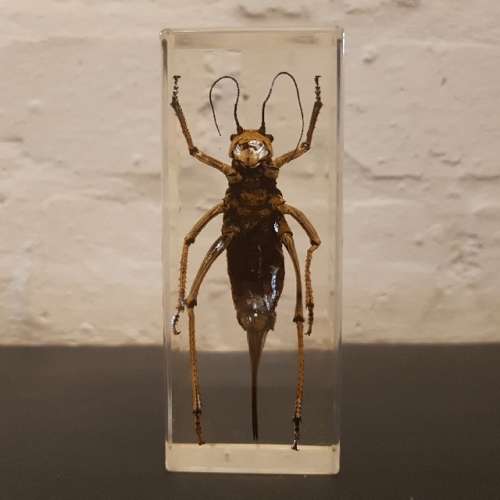 Large American Jerusalem Cricket Acrylic Paperweight