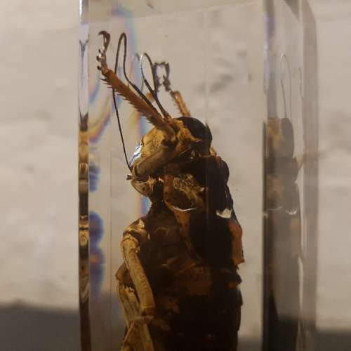 Large American Jerusalem Cricket Acrylic Paperweight