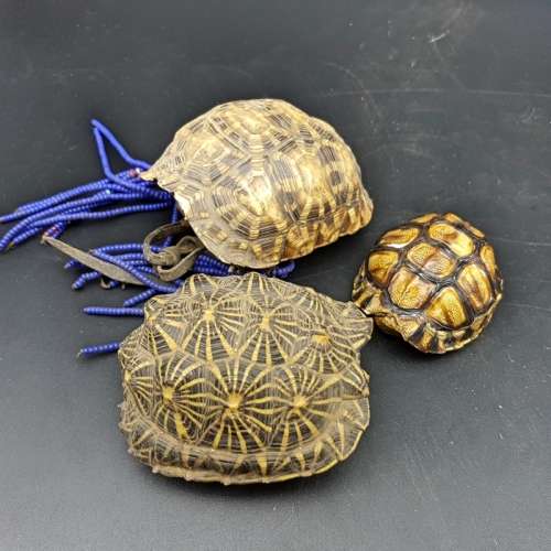 Original Small Turtle Shell Collection!!!