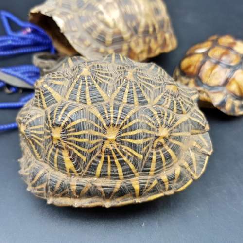 Original Small Turtle Shell Collection!!!