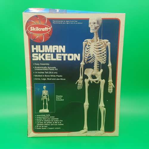 Original SKILCRAFT Human Skeleton Model - Complete With Stand!!!