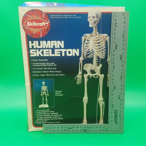 Original SKILCRAFT Human Skeleton Model - Complete With Stand!!!