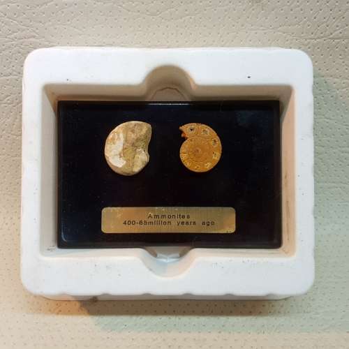 Original Boxed Fossil of Ammonites (40- 65million Years Ago)