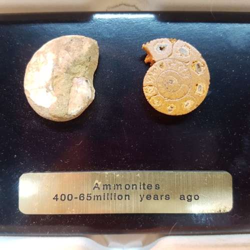 Original Boxed Fossil of Ammonites (40- 65million Years Ago)