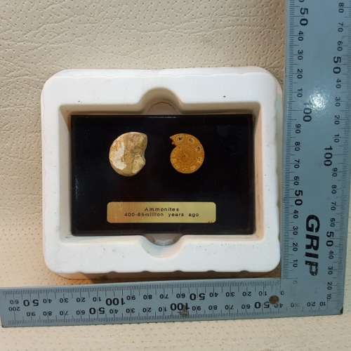 Original Boxed Fossil of Ammonites (40- 65million Years Ago)