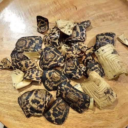 RARE!!! Original Turtle Shell Pieces!!!