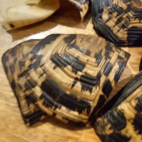 RARE!!! Original Turtle Shell Pieces!!!