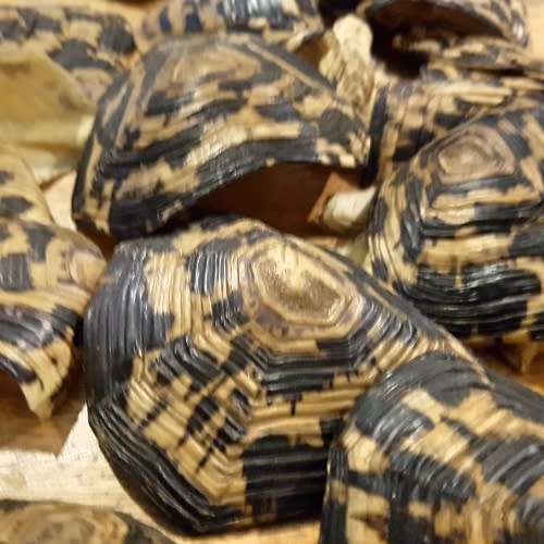 RARE!!! Original Turtle Shell Pieces!!!