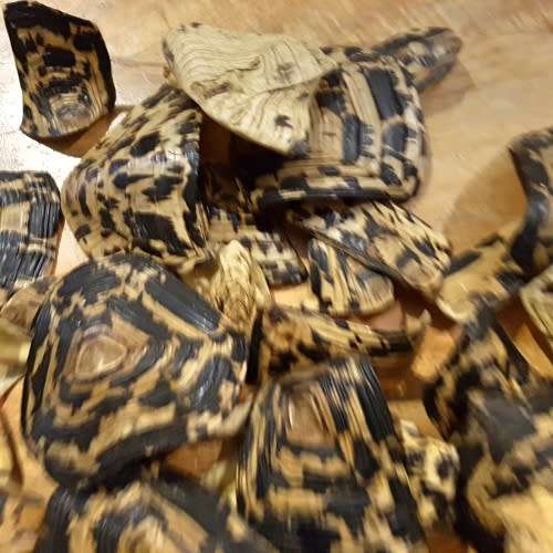 RARE!!! Original Turtle Shell Pieces!!!