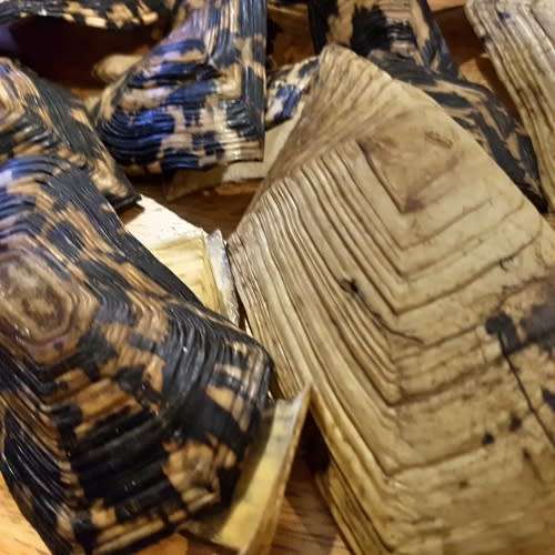 RARE!!! Original Turtle Shell Pieces!!!
