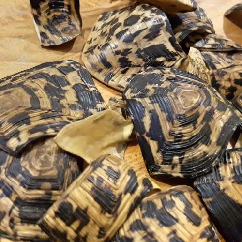RARE!!! Original Turtle Shell Pieces!!!