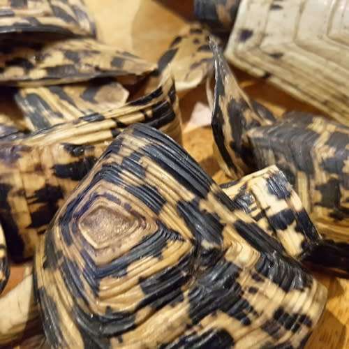 RARE!!! Original Turtle Shell Pieces!!!