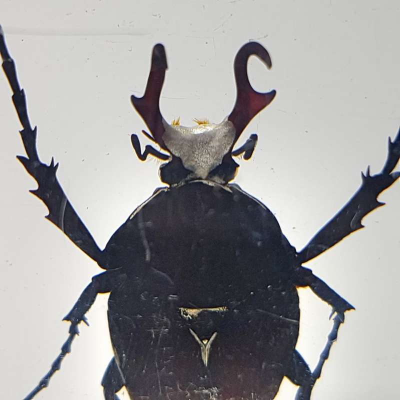 Original Horned Flower Chafer (Taiwan) In Lucite Paperweight!!!