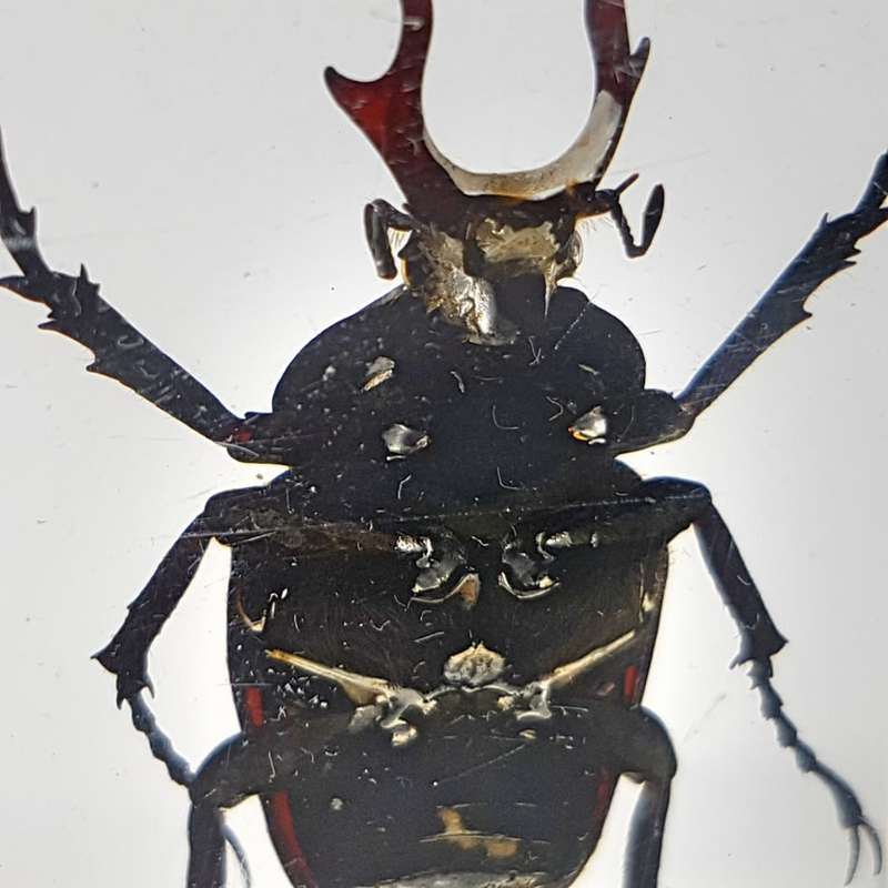 Original Horned Flower Chafer (Taiwan) In Lucite Paperweight!!!