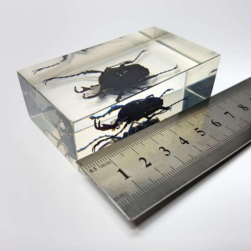 Original Horned Flower Chafer (Taiwan) In Lucite Paperweight!!!
