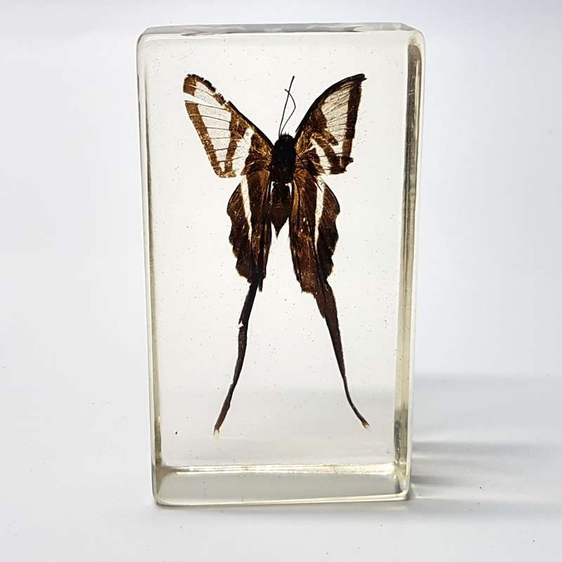 Original White Dragon Tail (Myanmar) In Lucite Paperweight!!!