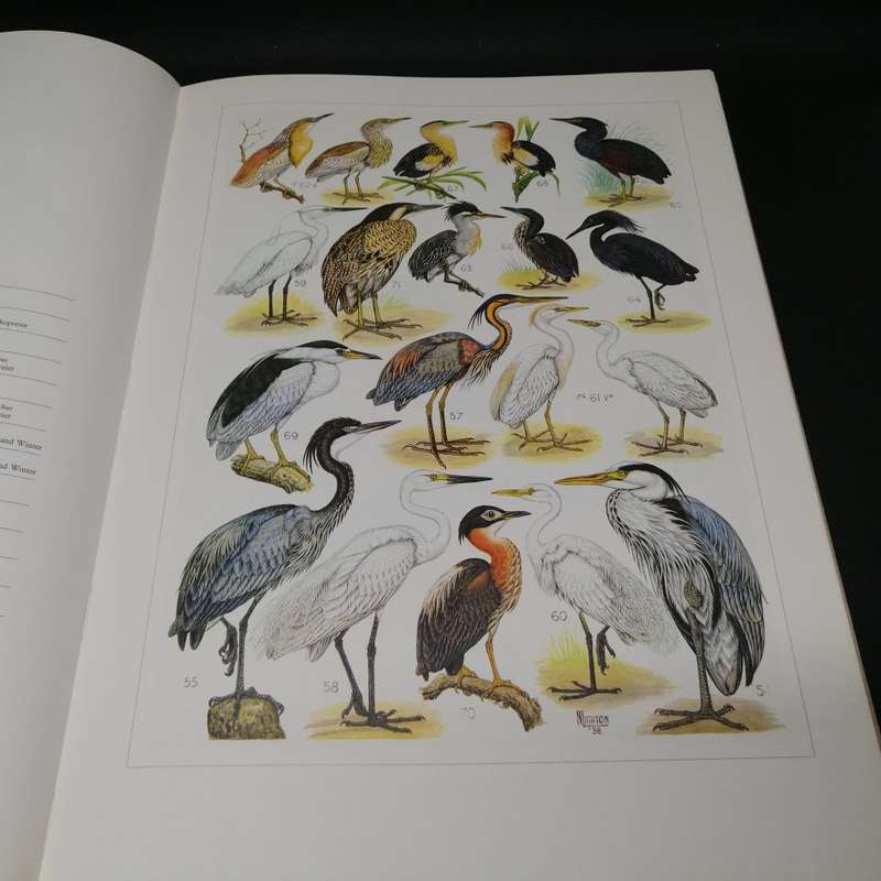RARE!!! LARGE - The Paintings of Norman Lighton for Roberts Birds of Southern Africa!!!
