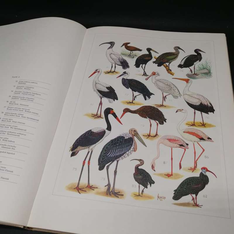 RARE!!! LARGE - The Paintings of Norman Lighton for Roberts Birds of Southern Africa!!!