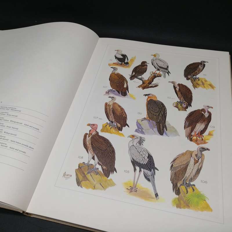 RARE!!! LARGE - The Paintings of Norman Lighton for Roberts Birds of Southern Africa!!!