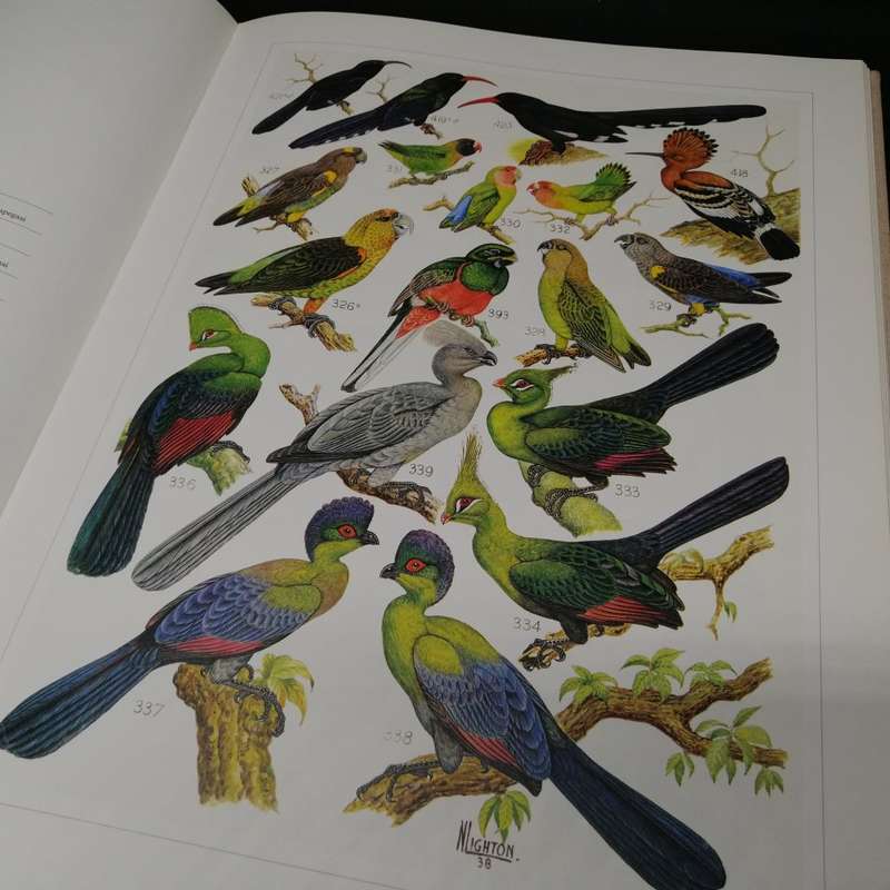 RARE!!! LARGE - The Paintings of Norman Lighton for Roberts Birds of Southern Africa!!!